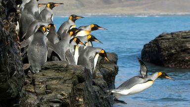 Penguins jumping off a cliff.