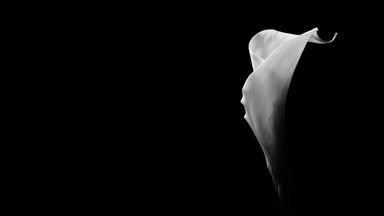 black and white image of flower petal