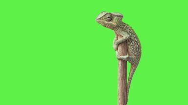 A sneaky chameleon.