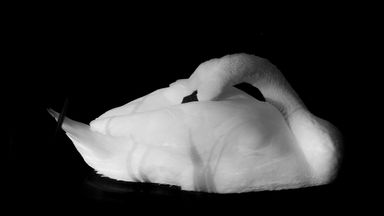 Swan hiding head under wing