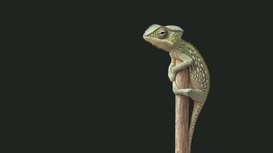 A chameleon